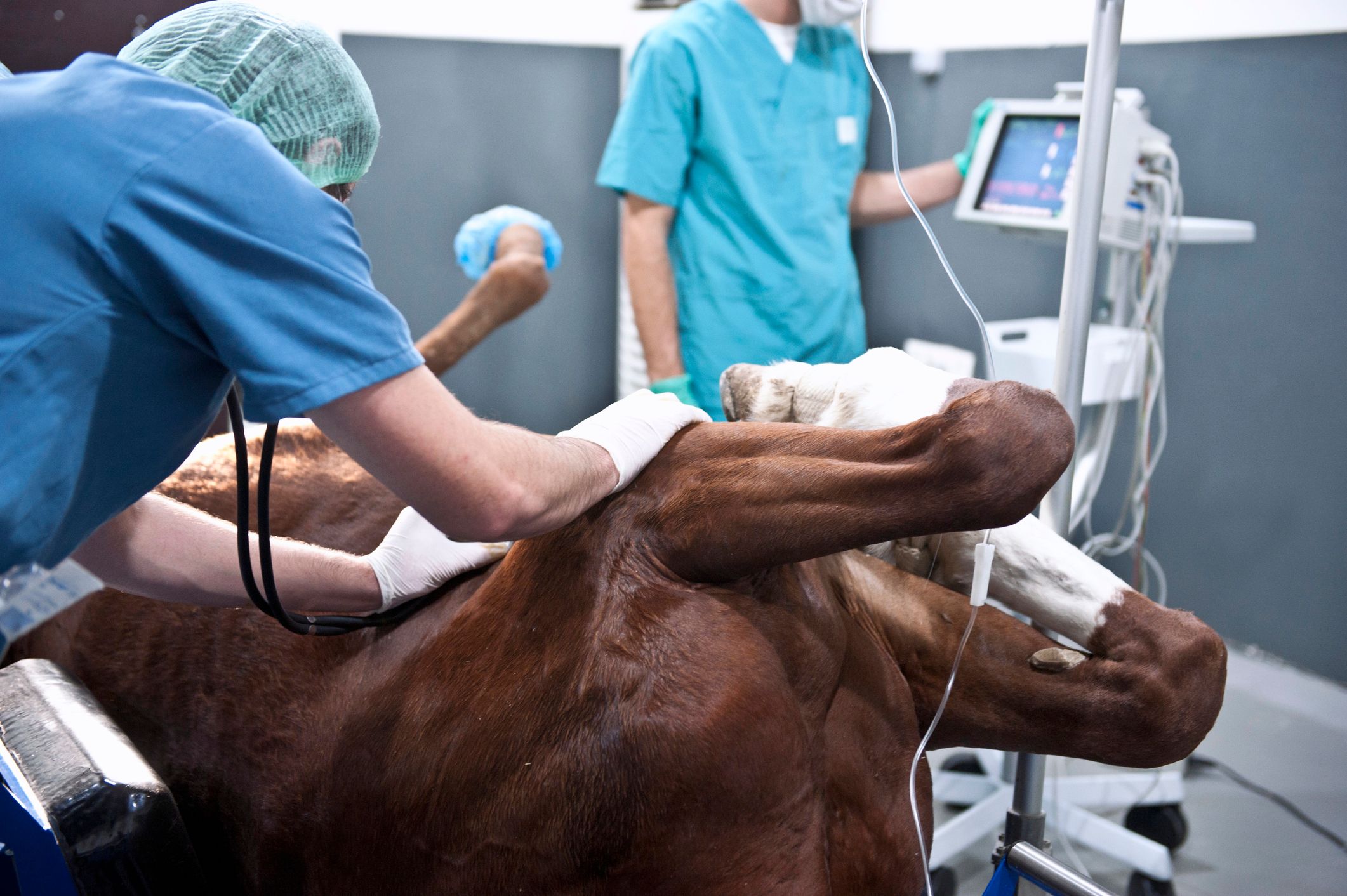 Ein Pferd in der Klink auf einem Behandlungstisch liegend, das von zwei Personen gepflegt und medizinisch behandelt wird.