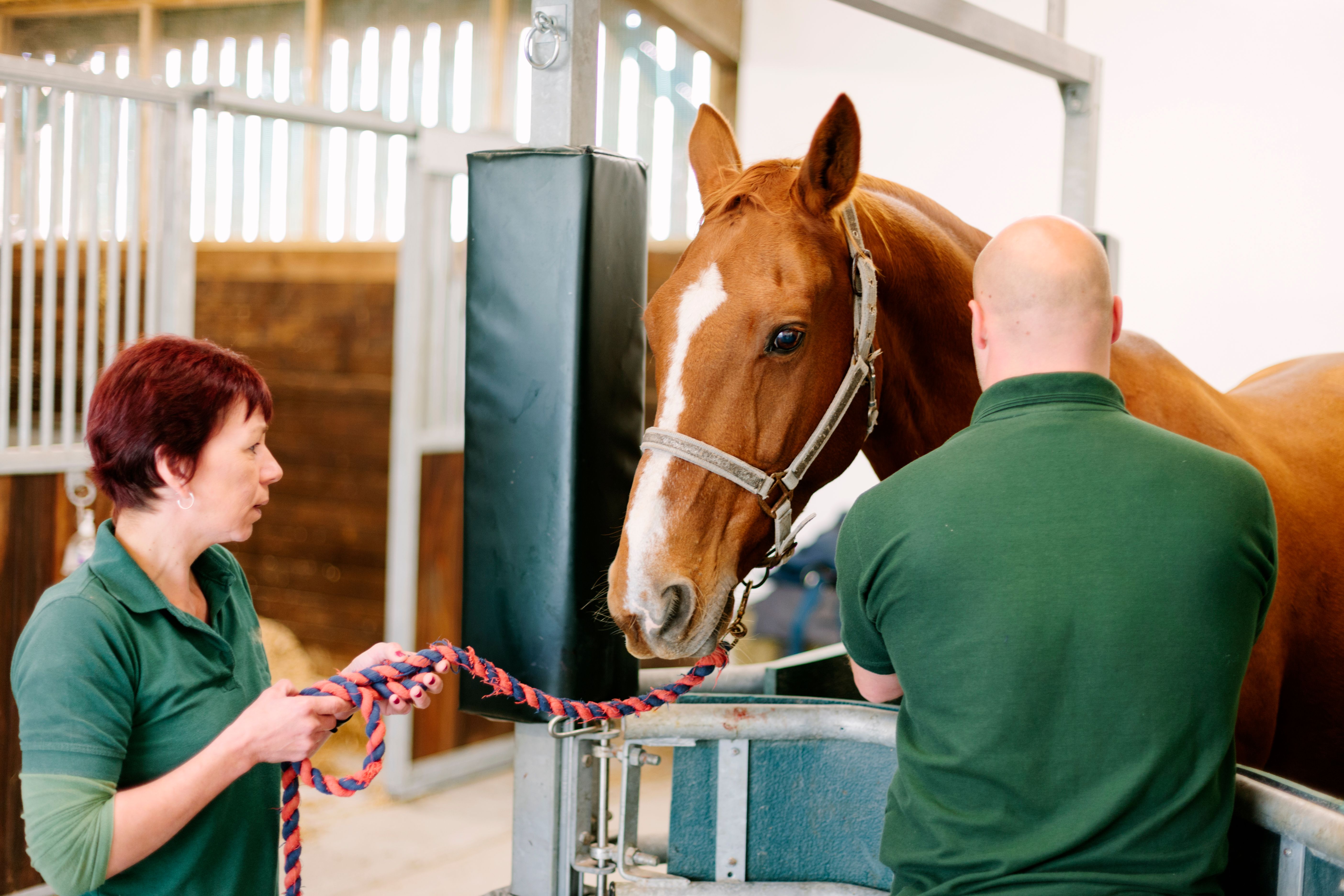 Ein Pferd im Stall, das von zwei Personen gepflegt und medizinisch behandelt wird.