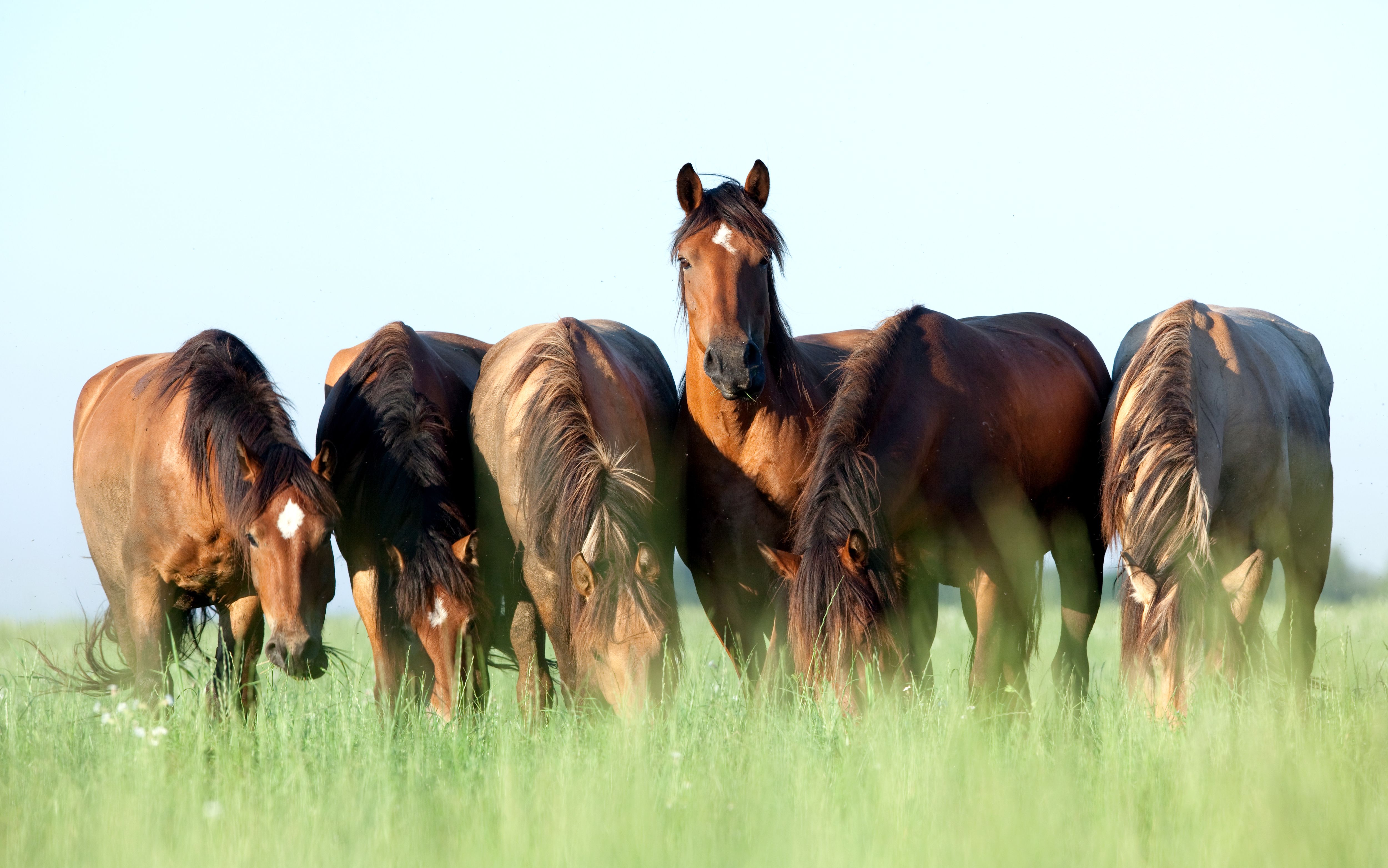 Mehrere grasende Pferde auf einer Weide, wovon ein Pferd in die Kamera blickt.